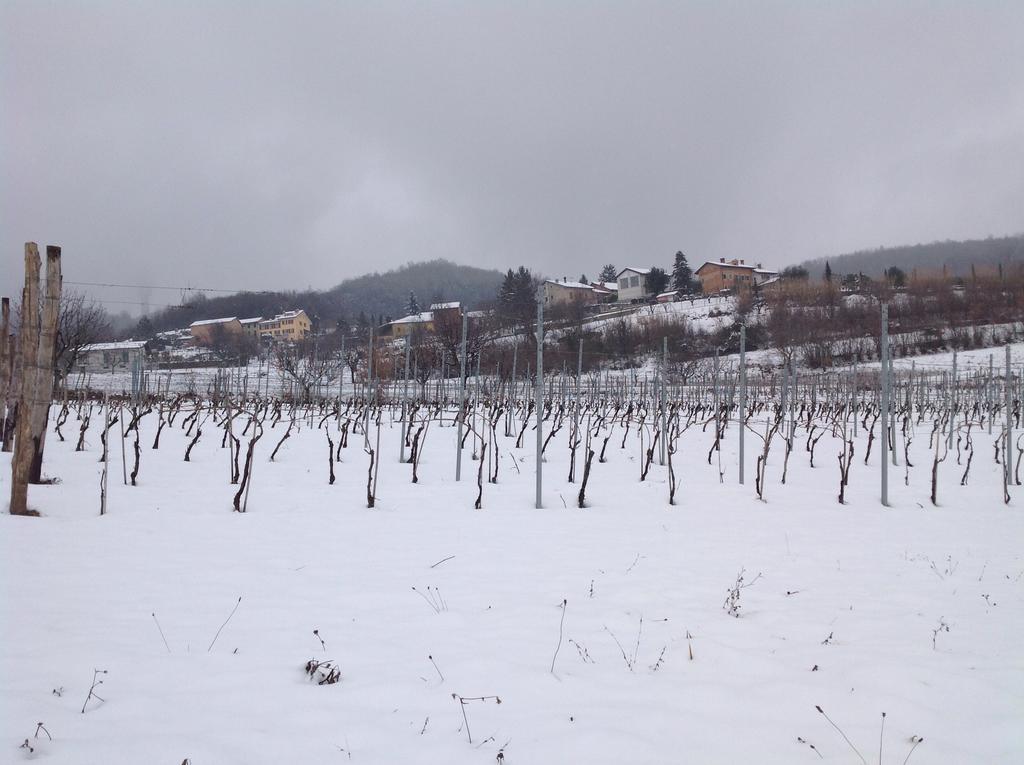 Azienda Agricola Garoglio Davide Alfiano Natta المظهر الخارجي الصورة