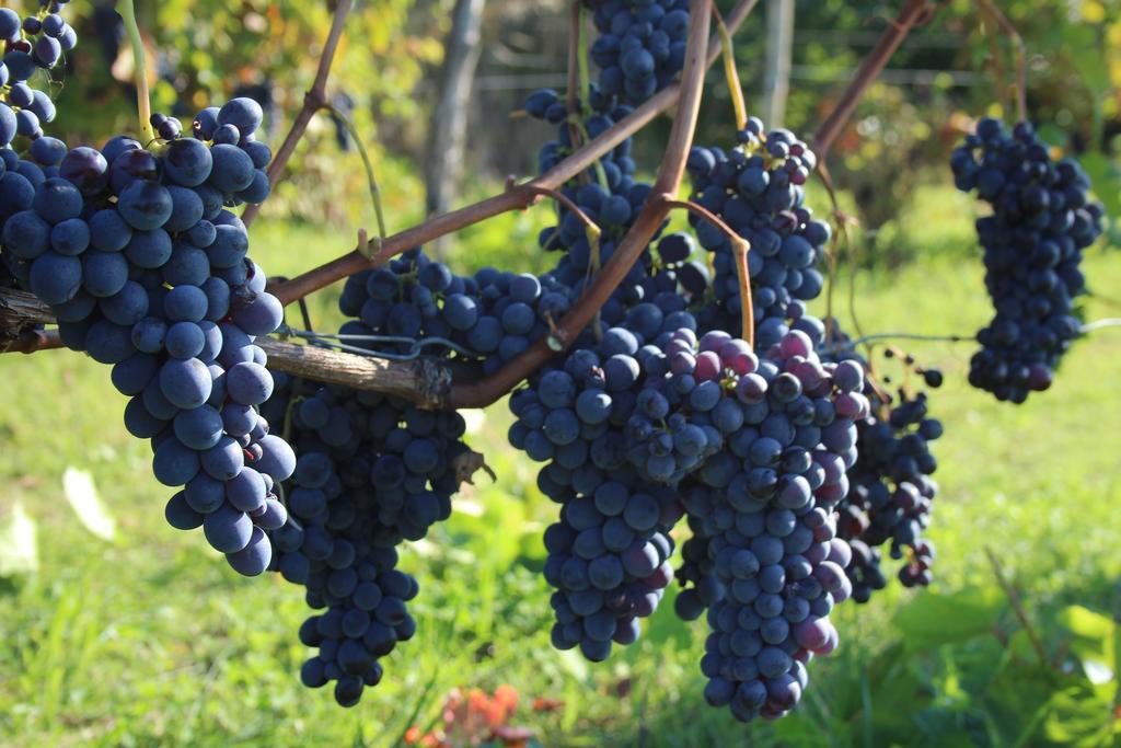 Azienda Agricola Garoglio Davide Alfiano Natta المظهر الخارجي الصورة