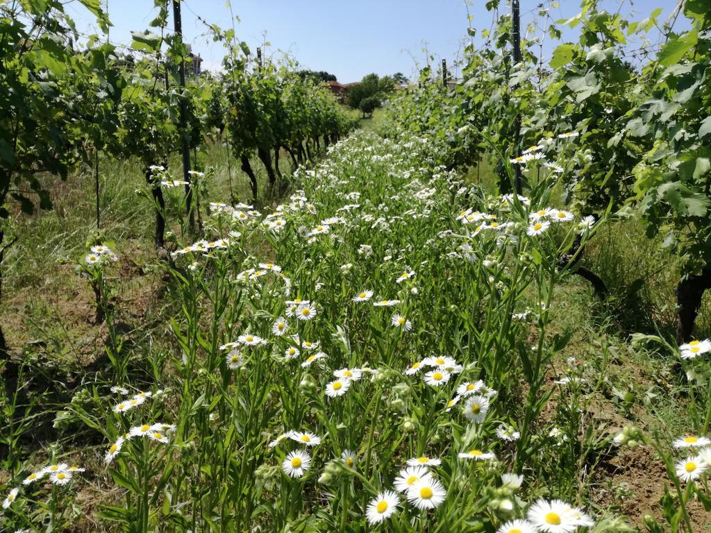 Azienda Agricola Garoglio Davide Alfiano Natta المظهر الخارجي الصورة