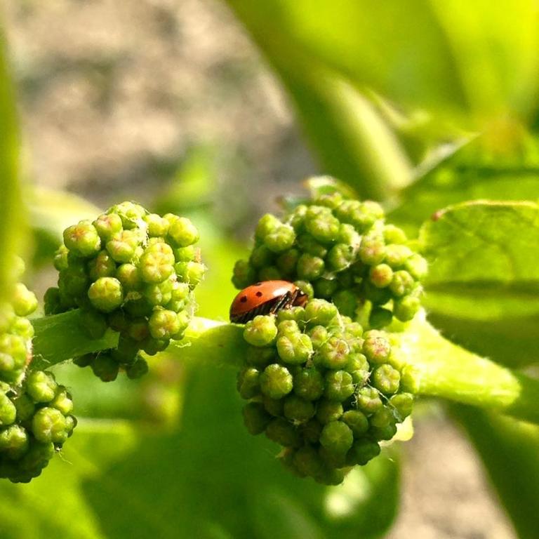 Azienda Agricola Garoglio Davide Alfiano Natta المظهر الخارجي الصورة