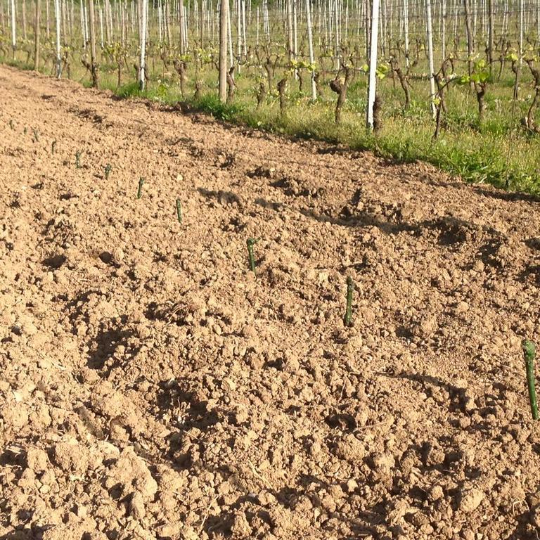 Azienda Agricola Garoglio Davide Alfiano Natta المظهر الخارجي الصورة